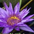 Purple Water Lilly (mat 11X14 print 8X12) Framed  JAH-14-639